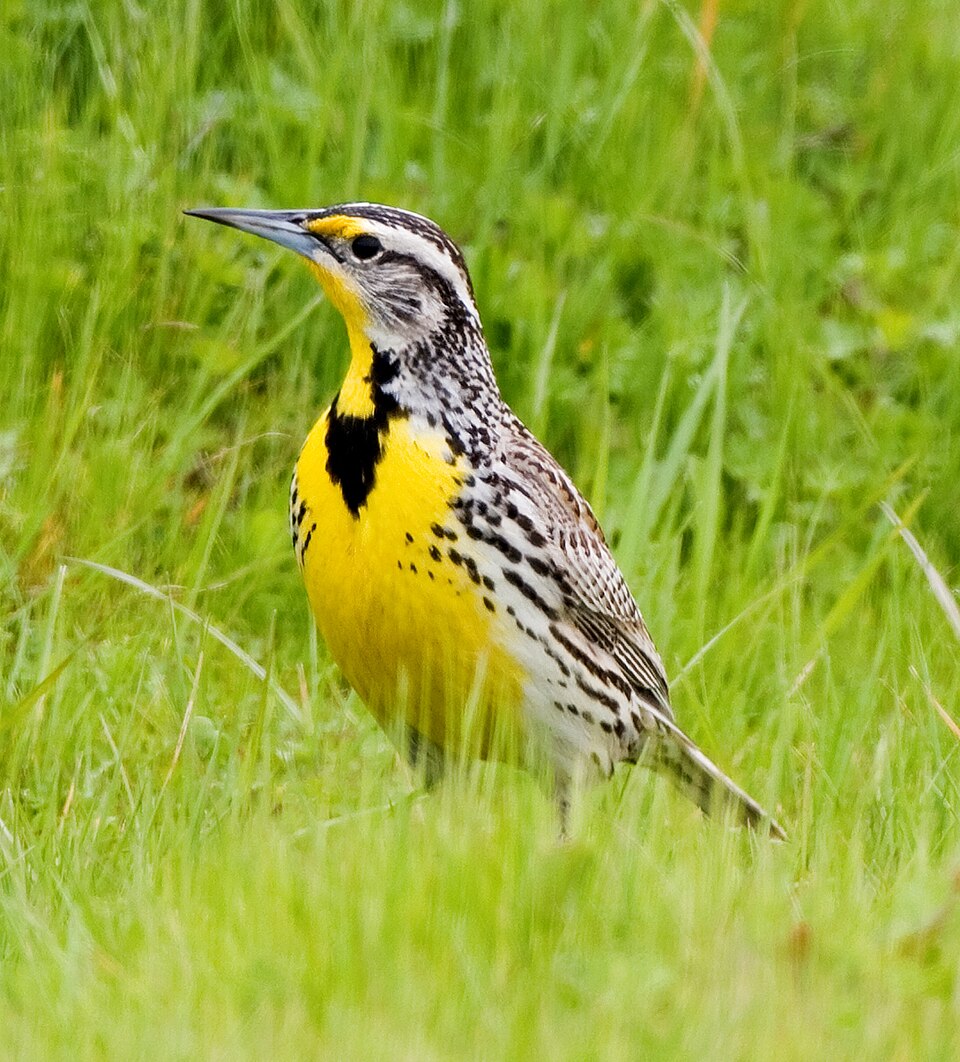 Western Meadowlark, the state bird of Oregon